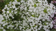 Allium cowanii