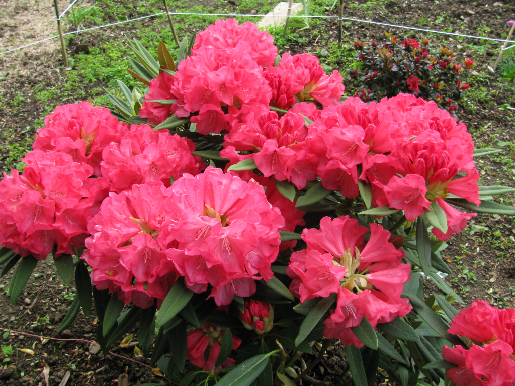 Le rhododendron